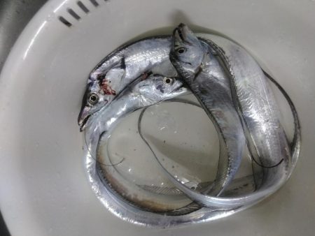 今年も3度目の太刀魚へ・・